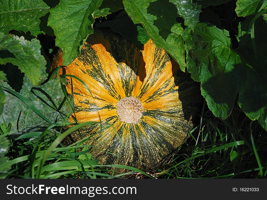 Pumpkin (Cucurbita moschata)