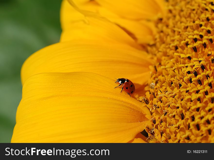 Closeup of a Ladybug (Coccinellidae) on a sunflower (Helianthus annuus). Closeup of a Ladybug (Coccinellidae) on a sunflower (Helianthus annuus).