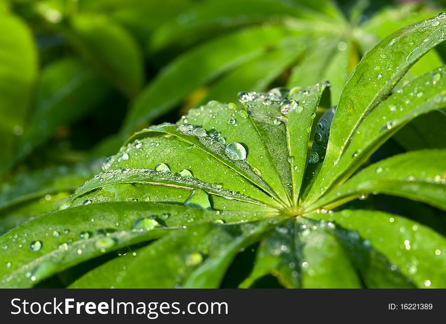 Fresh green leaves with water drops