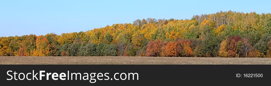 Autumn wood and blue sky on him