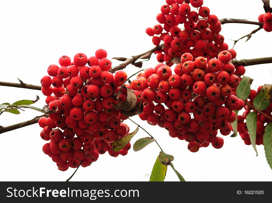 Rowan groups on branch isolated on white