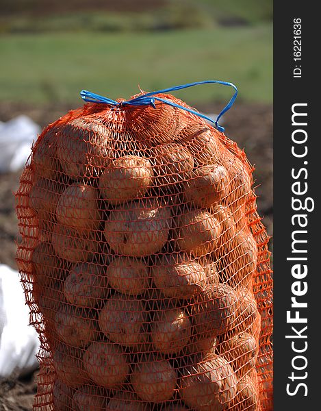 Harvesting potatoes on the farm. Harvesting potatoes on the farm