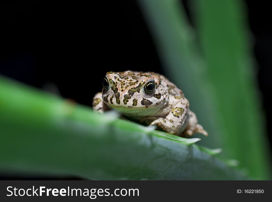 Frog on the aloe leaf
