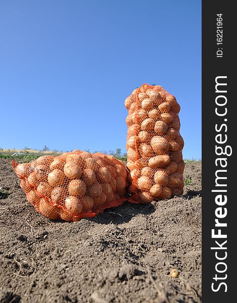 Harvesting potatoes on the farm. Harvesting potatoes on the farm