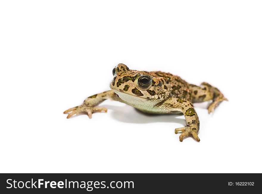 Frog isolated on white background.