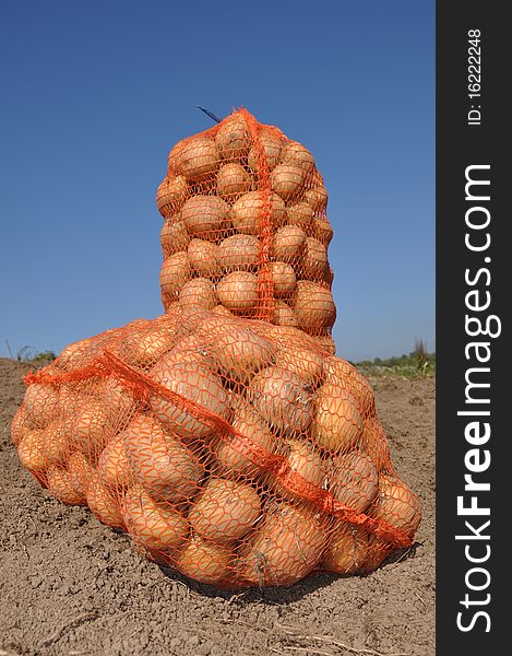 Harvesting potatoes on the farm. Harvesting potatoes on the farm