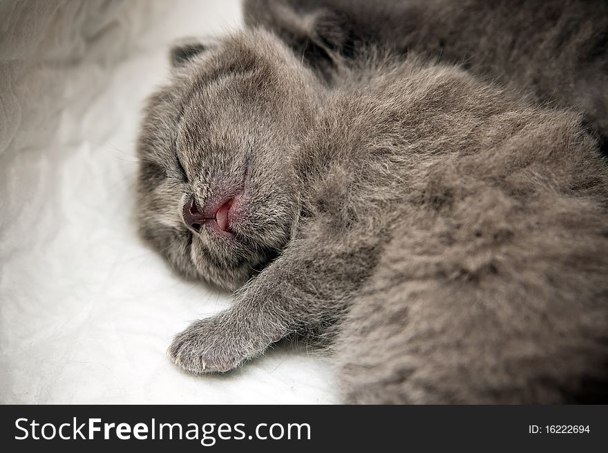 Close-up newborn british kitten sleeping with open mouth. Close-up newborn british kitten sleeping with open mouth
