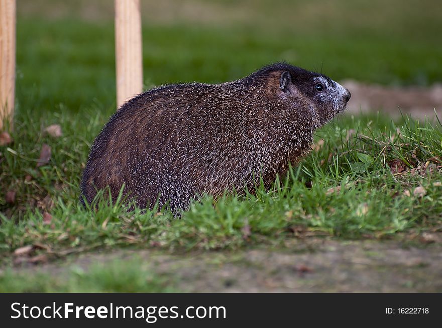 A side view of a woodchuck, also known as a groundhog, in a grassy area.