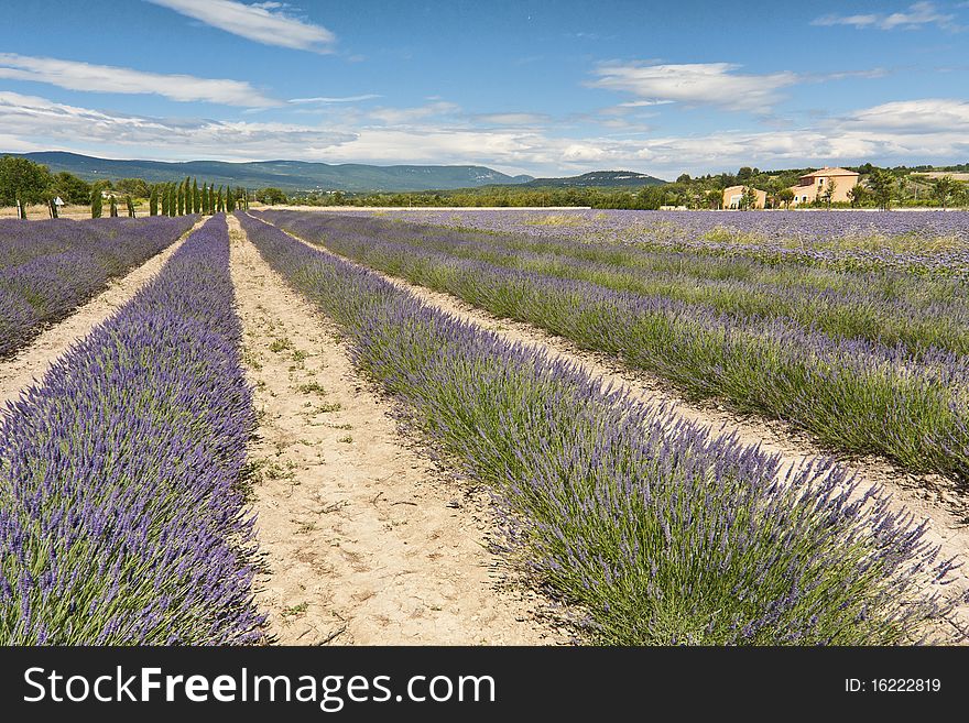 Lavender Field