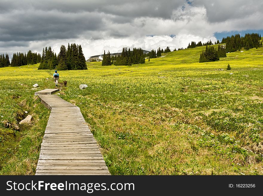 A woman and her dog hike in an alpine meadow. A woman and her dog hike in an alpine meadow