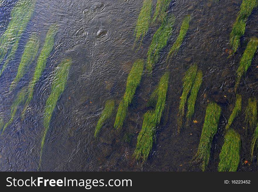 Green algae on river bottom