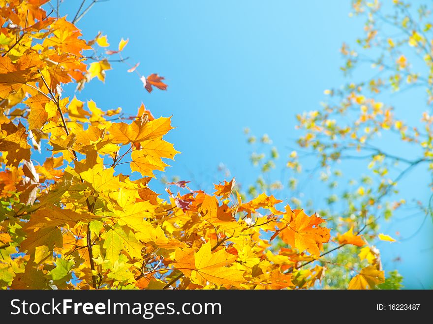 Autumn leaves and sun, very shallow focus. Autumn leaves and sun, very shallow focus.