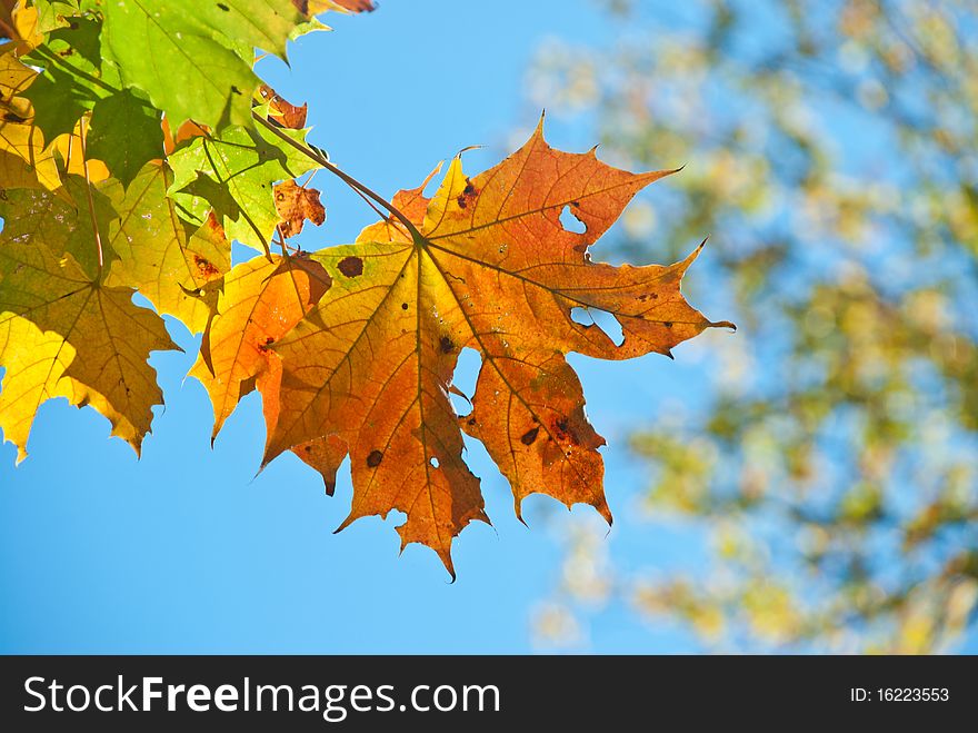 Autumn Leaves , Very Shallow Focus.