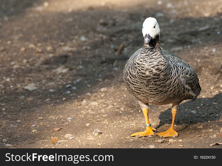 Upland or Magellan Goose sitting on shore