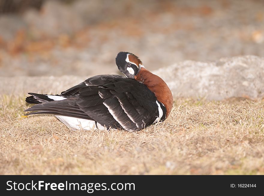 Red Breasted Goose on shore