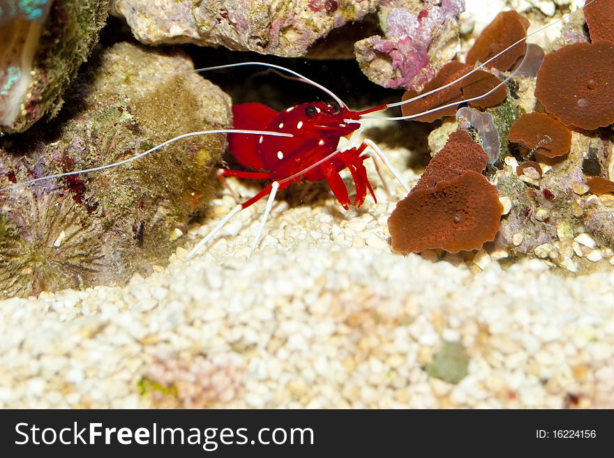 Blood or Fire Shrimp on Coral Reef