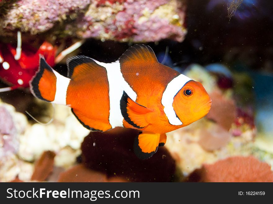 Ocellaris Clownfish in Coral Reef Aquarium