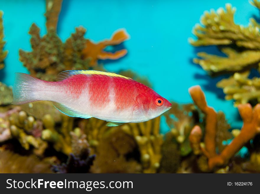 Yellow Fin Fairy Wrasse in Aquarium