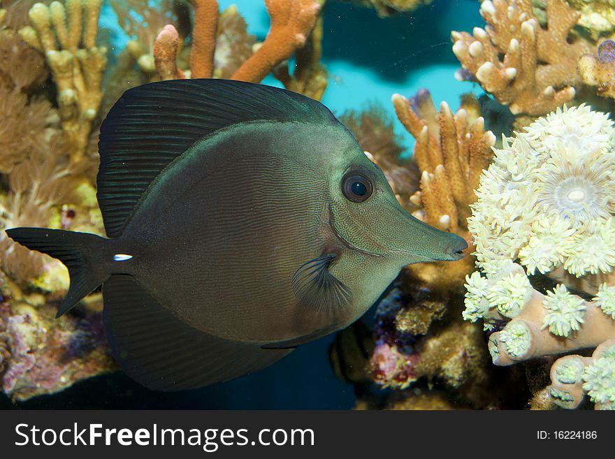 Black Longnose Sailfin Tang in Coral Reef Aquarium