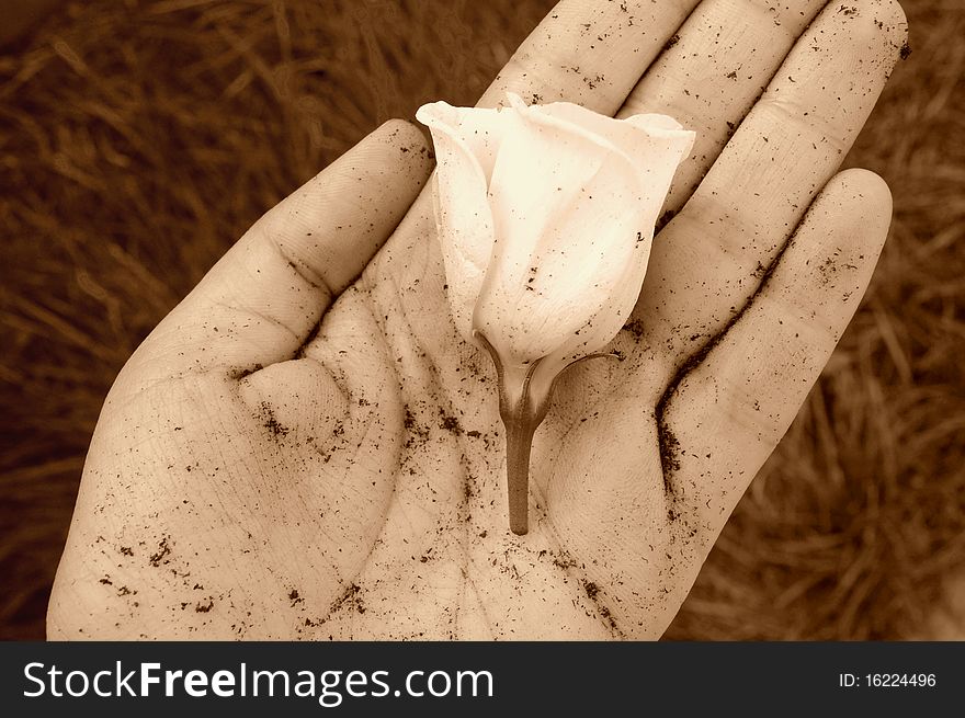 Hand holding a white flower in sepia