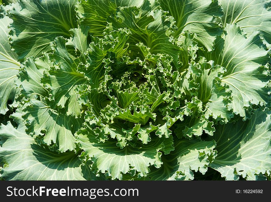Green Cabbage on plant, leaves close up