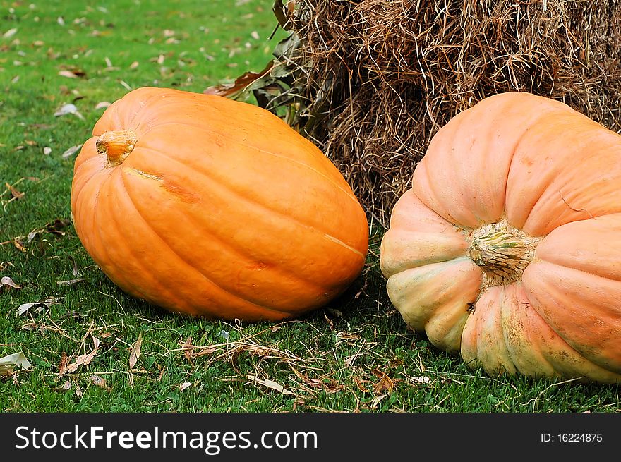 Two unusually shaped pumpkins sit in front of a hay bale. It is fall in the picture. Two unusually shaped pumpkins sit in front of a hay bale. It is fall in the picture.