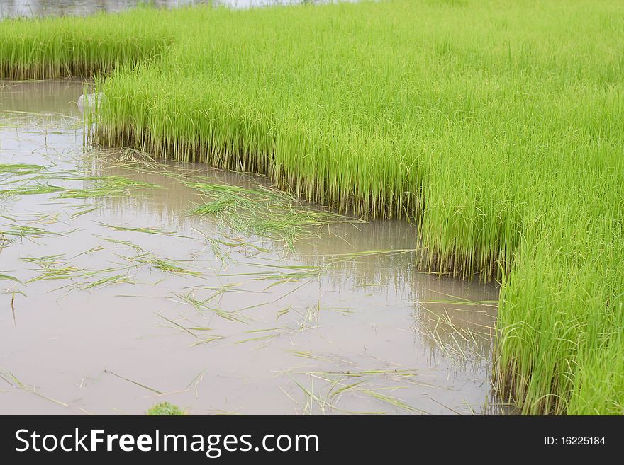 Thai rice farm on the mountain