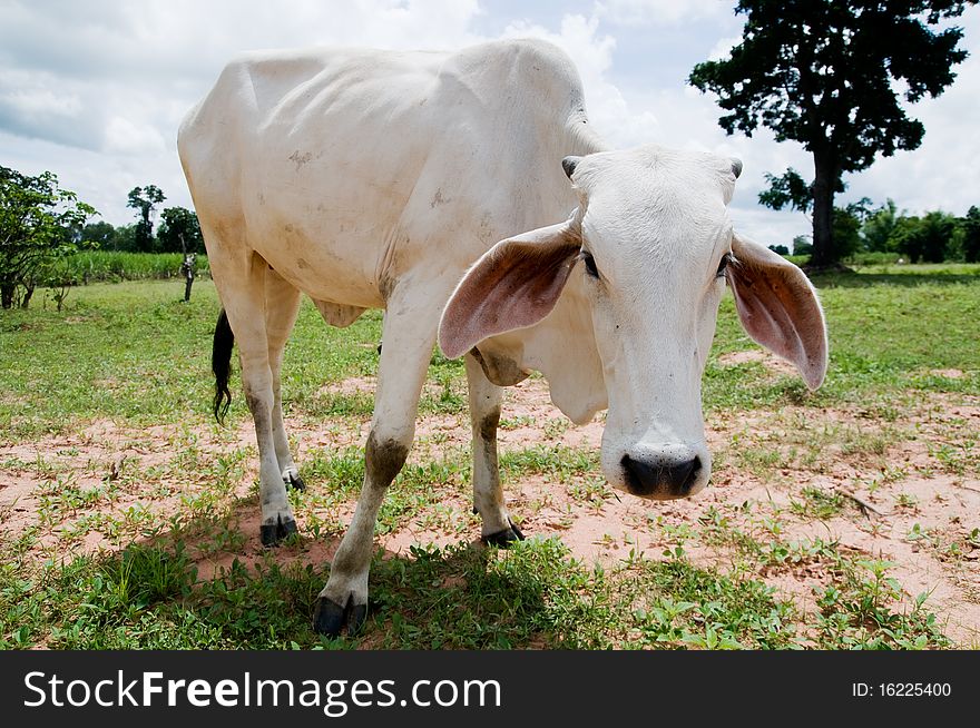 White, Asian cow out in the fields in rural Thailand, giving the viewer an intense stare. White, Asian cow out in the fields in rural Thailand, giving the viewer an intense stare.