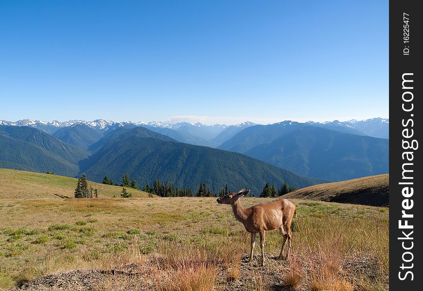 Deer is posing against the backdrop of mountain tops. Deer is posing against the backdrop of mountain tops