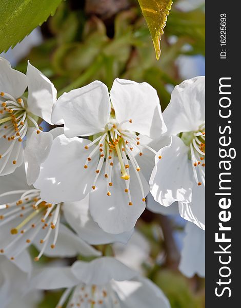 Cherry blossom close-up. White flowers