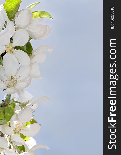 Apple blossom close-up. White flowers