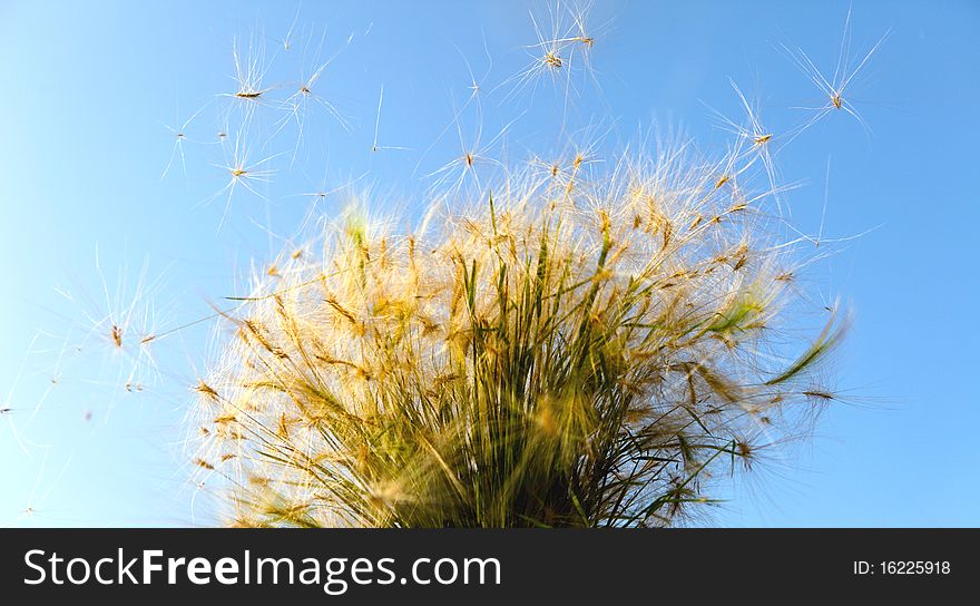 Plant the seeds seeds taking flight in breeze. Plant the seeds seeds taking flight in breeze