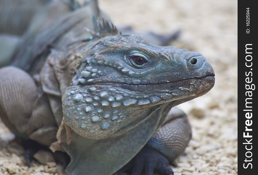 Blue Iguana of the Cayman Islands