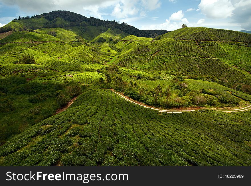 A wide shot of the tea plantation in Cameron Highlands