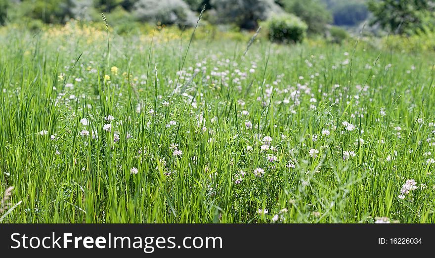 Beautiful green meadow. summer color