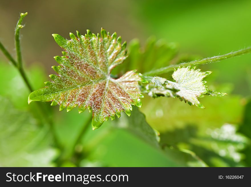 Branch of grape vine on blue background