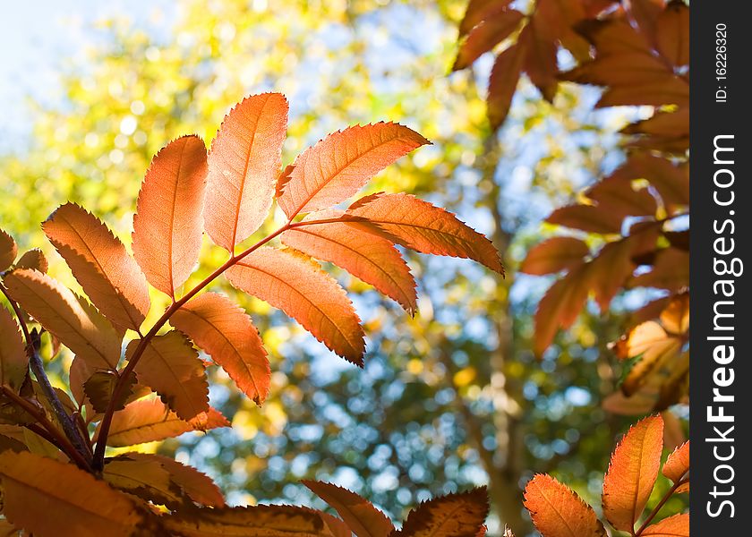 Red leaves of autumn trees in the background of yellow foliage and sky. Red leaves of autumn trees in the background of yellow foliage and sky