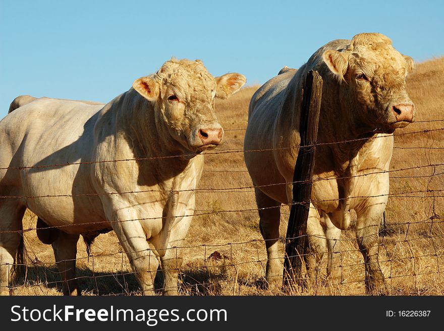 Image of bulls in open field