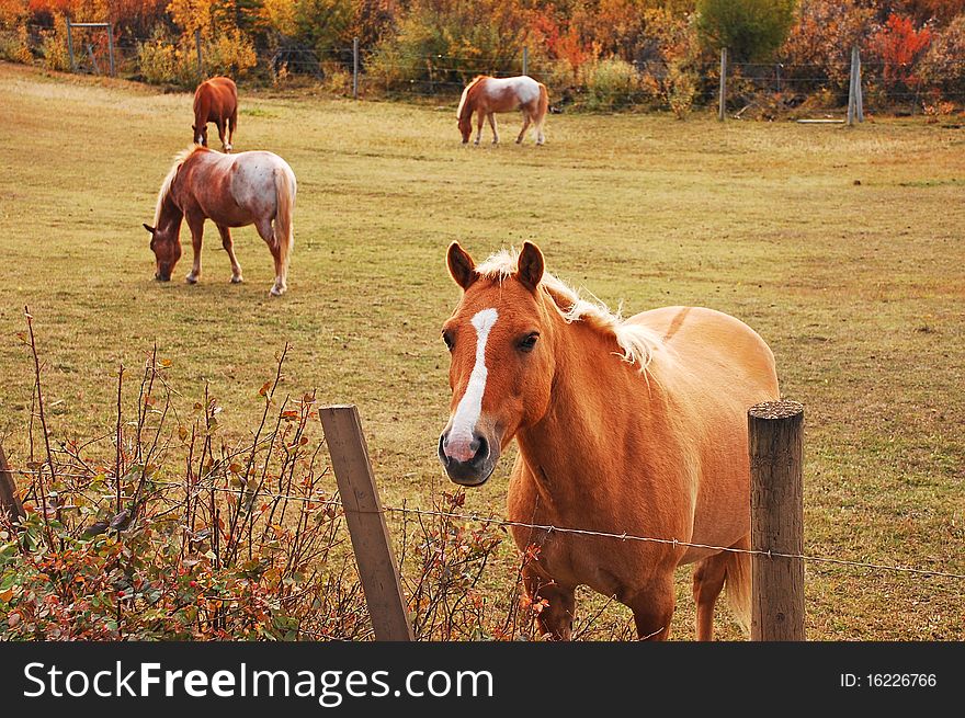 Lovely brown horse in pasture