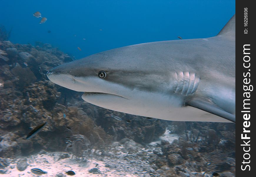 Close up picture of a black tip reef shark. Close up picture of a black tip reef shark