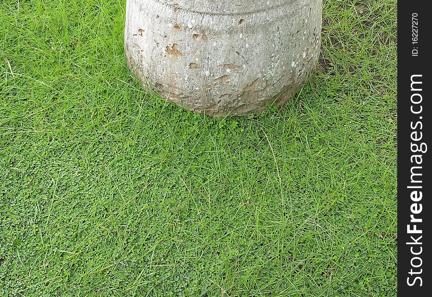 Green carpet of clover around trunk