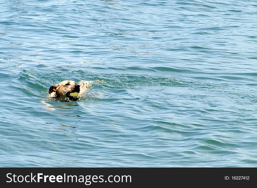 Dog fetching ball in deep blue water. Dog fetching ball in deep blue water