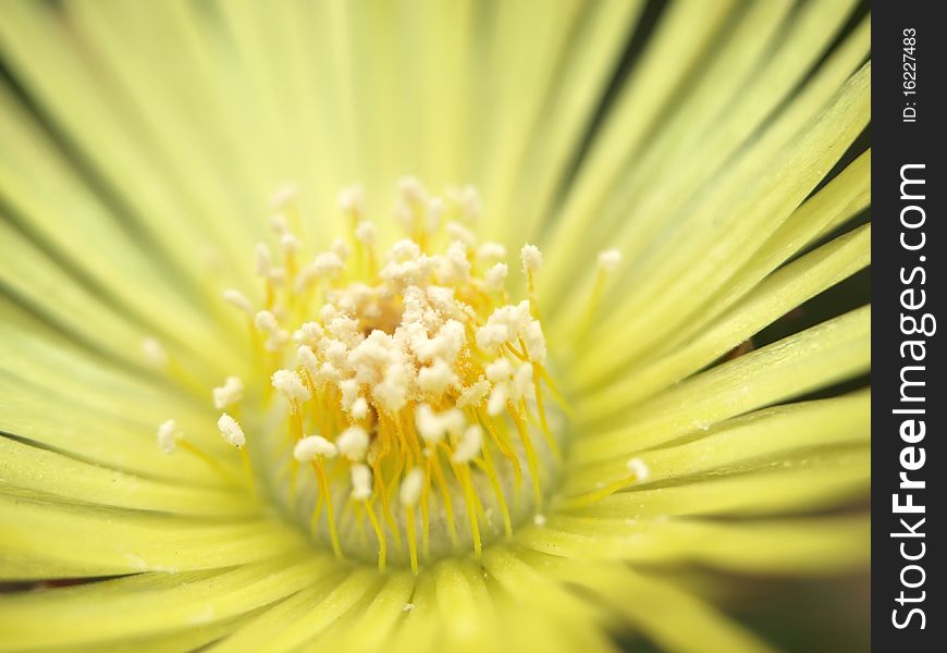 Close Up Shot Of Flower