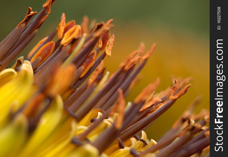 Close up shot of Flower's anthers and petals