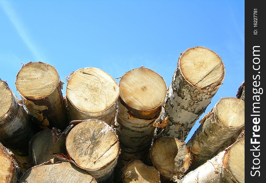 Birch logs against the blue sky are shown in the picture. Birch logs against the blue sky are shown in the picture.