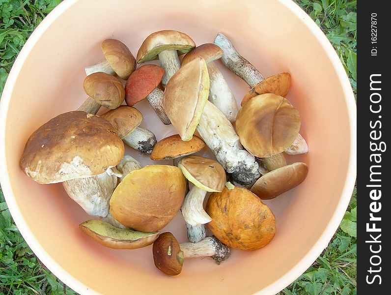 Edible mushrooms in the bowl are shown in the picture. Edible mushrooms in the bowl are shown in the picture.