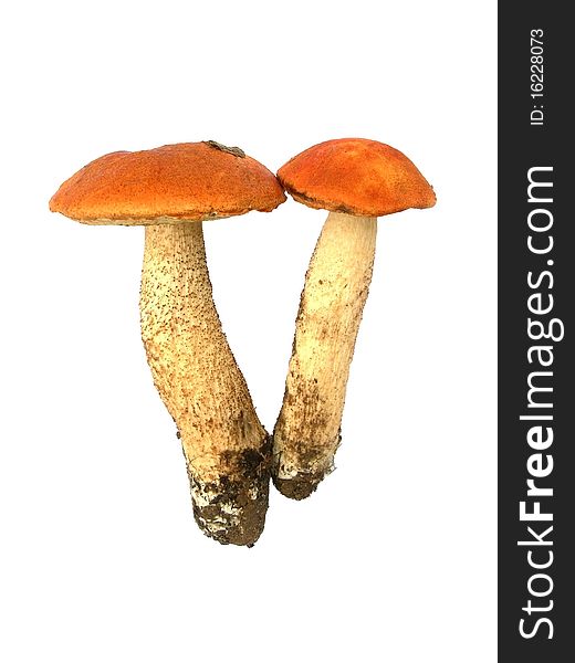Edible mushrooms are shown in the picture. Edible mushrooms are shown in the picture.