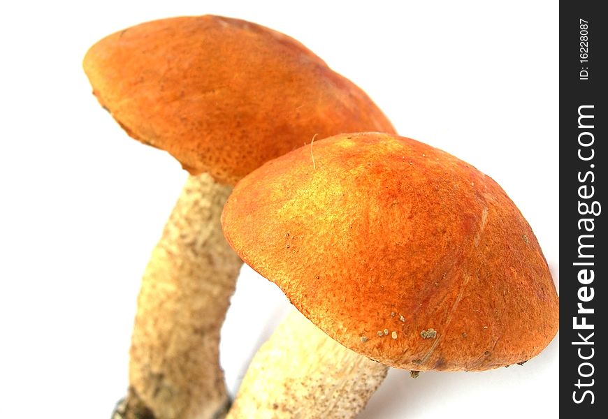 Mushroom Aspen.