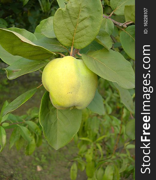 Quince fruit on the branch is shown in the image. Quince fruit on the branch is shown in the image.