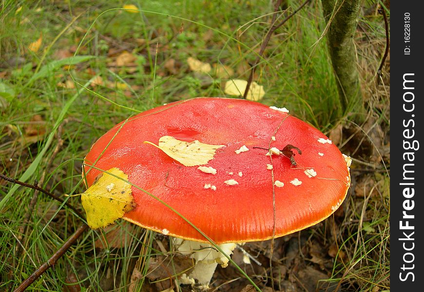 Poisonous mushroom is shown in the picture. Poisonous mushroom is shown in the picture.